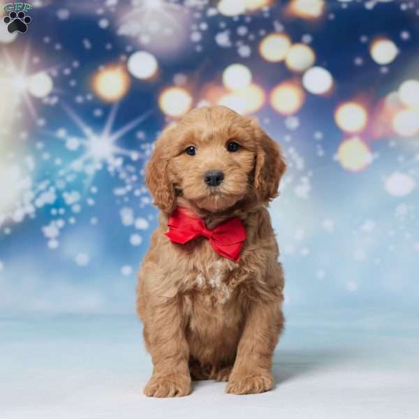 Comet, Mini Goldendoodle Puppy